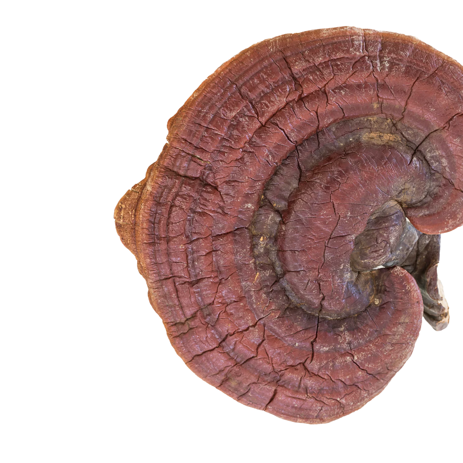 Reishi Mushroom Boost